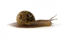 slow snail Meme Template
