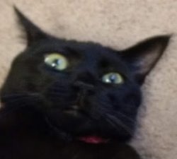 Disgusted Cat Meme Template
