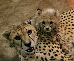 Oh Hai CheetAAAAAAAAH!! Meme Template