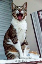 Jills Pics Meme Template