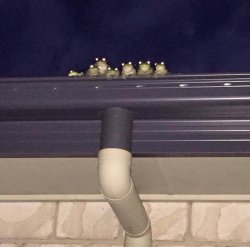 Frog Family Meme Template