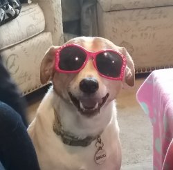 Sunglasses Dog Meme Template