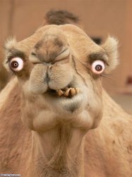 ugly camel Meme Template