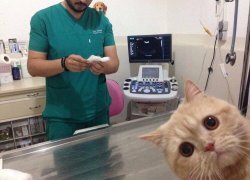 CAT AT DOCTOR Meme Template