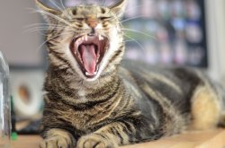 Cat Yawning Meme Template