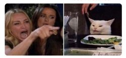 Cat on a plate Meme Template