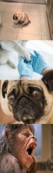 Dog with Anal Glans Meme Template