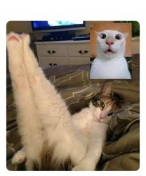 Cats sexy FaceTime Meme Template
