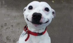 Happy Dog Meme Template