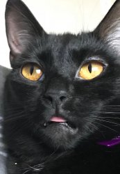 Black Cat Silly Meme Template