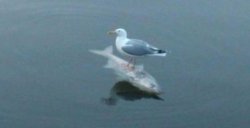 Gull surfing on a fish Meme Template