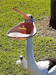 Bird eat fries with surprised bird Meme Template