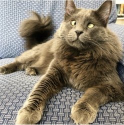 Crossed eye cat Meme Template