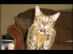 terrified pussy Meme Template