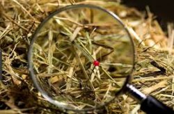 Needle in a Haystack Meme Template