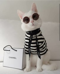 FASHION KITTY Meme Template