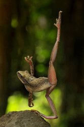 frog ballet Meme Template