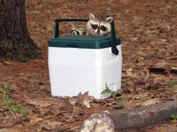 Racoons on a cooler Meme Template