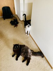 2 IT Cats Meme Template