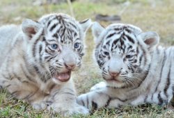 White tiger cubs Meme Template