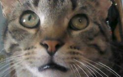 Donut Cat Meme Template