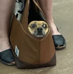Nervous dog in bag Meme Template