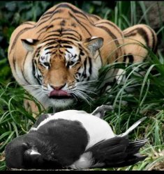 Tiger eating magpie Meme Template