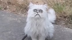 Crazy Eye Cat Meme Template