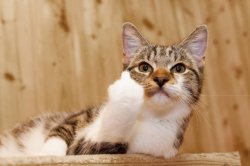 WHAT CATS DO Meme Template