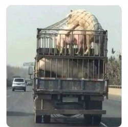 Hogs in the moment Meme Template