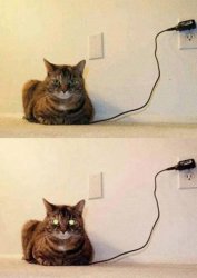 cat fully charged Meme Template