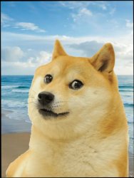 Beach Doge Meme Template
