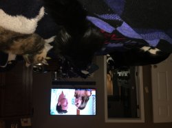 Cats and Bachelorette Meme Template