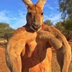 Buff kangaroo Meme Template