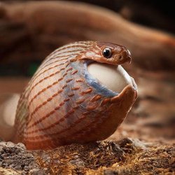 Snake eats egg Meme Template