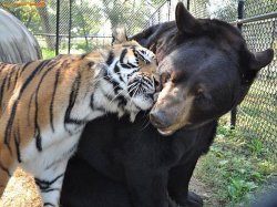 TIGER AND BEAR Meme Template