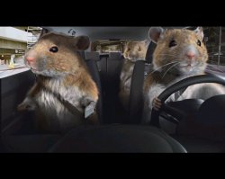 Rats driving Meme Template