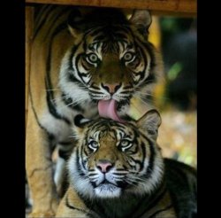 TIGER LICKING ANOTHER Meme Template