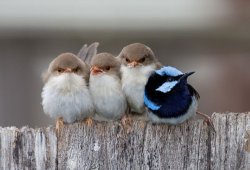 bird Meme Template