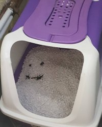 Litter Tray Meme Template