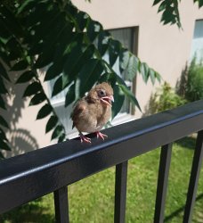 Bird Meme Template