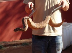 Snake Handling Proper Meme Template