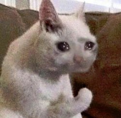 cat flexing Meme Template