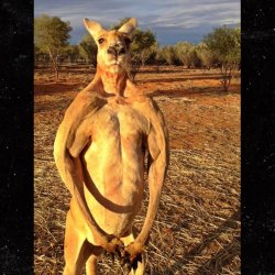 kangaroo Meme Template