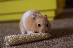hamster Meme Template