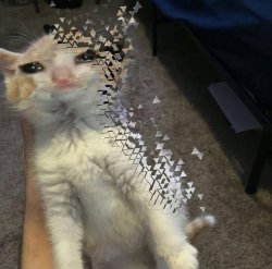 cat dont feel so good Meme Template