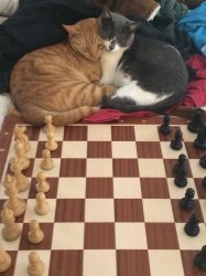 Kitten chess Meme Template