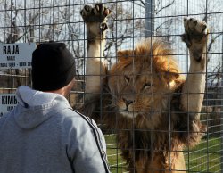 lion cage Meme Template