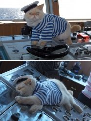 sleep drunk boat sailor cat Meme Template