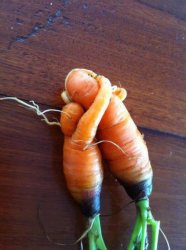 Carrot love Meme Template